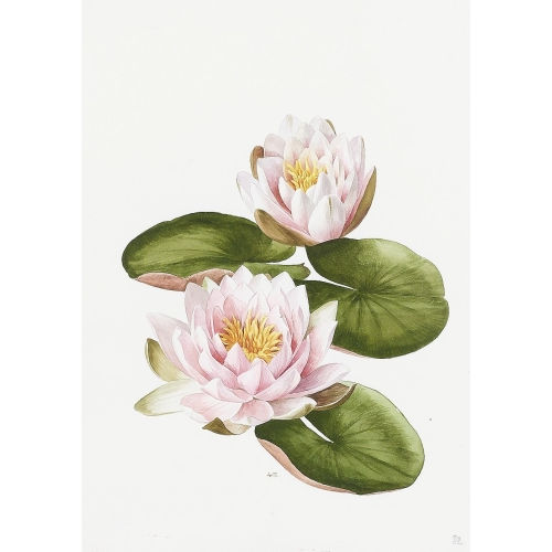 ANNE MARIE TRECHSLIN : 'Nymphaea' (DOBIASCHOFSKY AUKTIONEN AG)