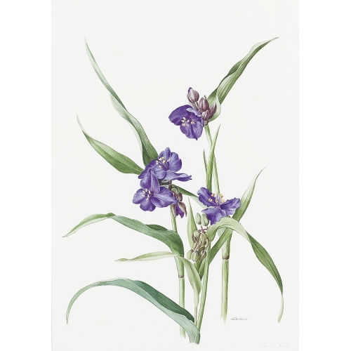 ANNE MARIE TRECHSLIN : 'Tradescantia Virginiana' (DOBIASCHOFSKY AUKTIONEN AG)