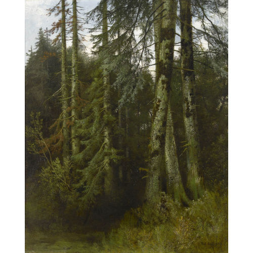 JAKOB LORENZ R�DIS�HLI : Waldinneres mit Fichten (DOBIASCHOFSKY AUKTIONEN AG)