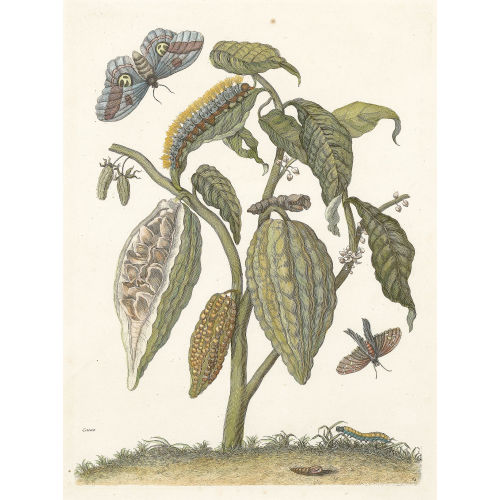 MARIA SIBYLLA MERIAN : 'Cacao' (DOBIASCHOFSKY AUKTIONEN AG)