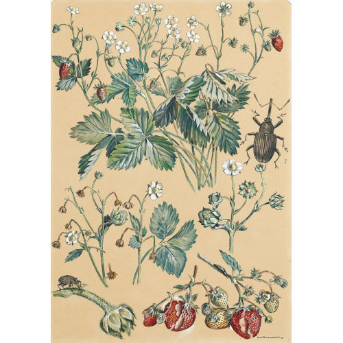 HANS RUDOLF SCHWARZENBACH : Erdbeeren (DOBIASCHOFSKY AUKTIONEN AG)