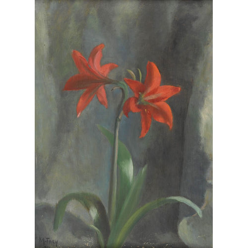 MARGUERITE FREY-SURBEK : Rote Amaryllis (DOBIASCHOFSKY AUKTIONEN AG)