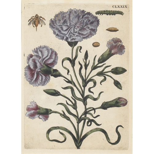 MARIA SIBYLLA MERIAN : Nelke mit Insekt (DOBIASCHOFSKY AUKTIONEN AG)