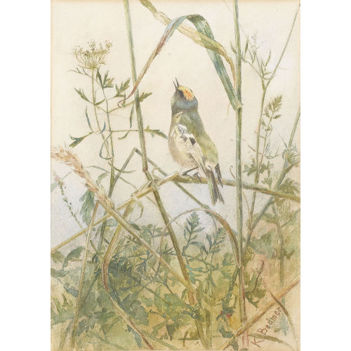 KARL BODMER : Singvogel auf einem Halm (DOBIASCHOFSKY AUKTIONEN AG)