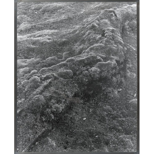 BALTHASAR BURKHARD : Ohne Titel (DOBIASCHOFSKY AUKTIONEN AG)