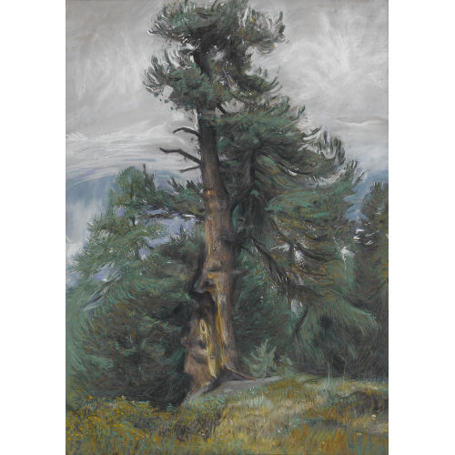 AUR╘LE-REN� BARRAUD : Sommerlandschaft mit Kiefern (DOBIASCHOFSKY AUKTIONEN AG)