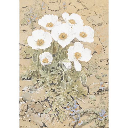 PAUL ANDR� F�LIX ROBERT : Weisser Mohn auf steinigem Grund (DOBIASCHOFSKY AUKTIONEN AG)