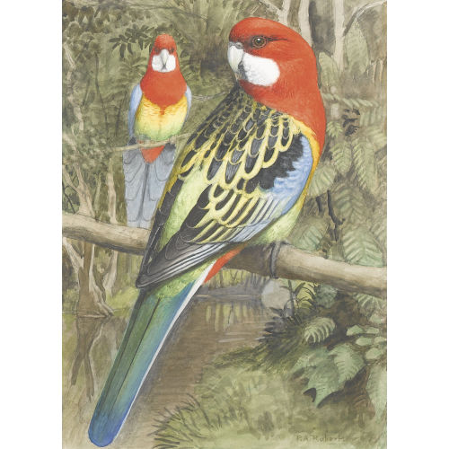 PAUL ANDR� F�LIX ROBERT : Zwei Rosella-Sittiche (DOBIASCHOFSKY AUKTIONEN AG)