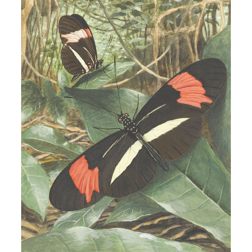 PAUL ANDR� F�LIX ROBERT : 'Papillons du Br�sil' (DOBIASCHOFSKY AUKTIONEN AG)