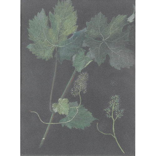 ERNST KREIDOLF : Weinblatt (DOBIASCHOFSKY AUKTIONEN AG)