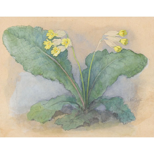 ERNST KREIDOLF : Schl�sselblume (DOBIASCHOFSKY AUKTIONEN AG)