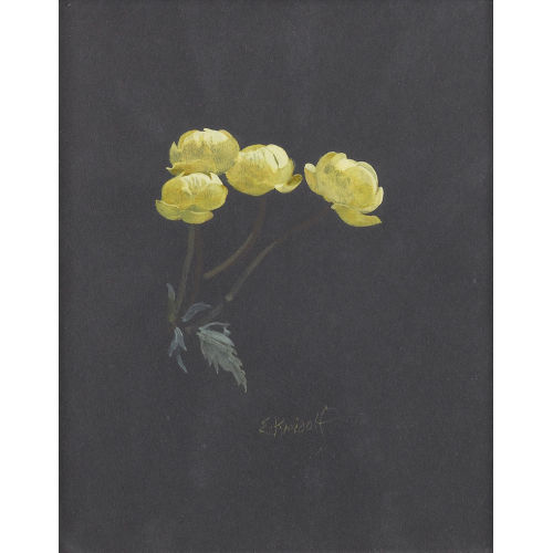 ERNST KREIDOLF : Die Butterblume (DOBIASCHOFSKY AUKTIONEN AG)