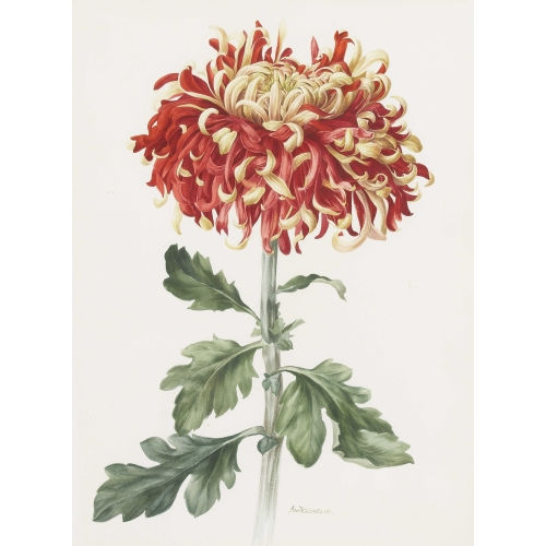 ANNE MARIE TRECHSLIN : Chrysantheme (DOBIASCHOFSKY AUKTIONEN AG)