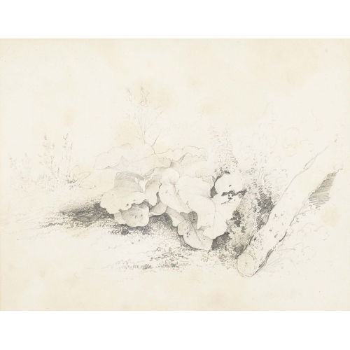 ALEXANDRE CALAME : Pflanzenstudie (DOBIASCHOFSKY AUKTIONEN AG)