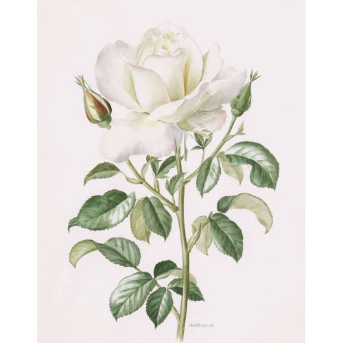 ANNE MARIE TRECHSLIN : Weisse Rose (DOBIASCHOFSKY AUKTIONEN AG)
