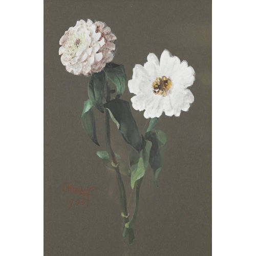 ERNST KREIDOLF : Zinnien (DOBIASCHOFSKY AUKTIONEN AG)