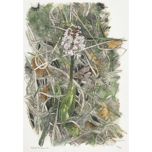ROBERT HAINARD : 'Orchis casque' (DOBIASCHOFSKY AUKTIONEN AG)