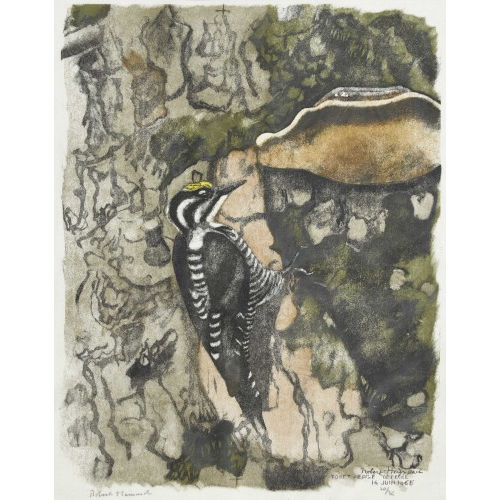 ROBERT HAINARD : 'Pic tridactyle et polypore' (DOBIASCHOFSKY AUKTIONEN AG)