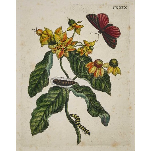 MARIA SIBYLLA MERIAN : Ochsenauge mit Raupe und Schmetterling (DOBIASCHOFSKY AUKTIONEN AG)