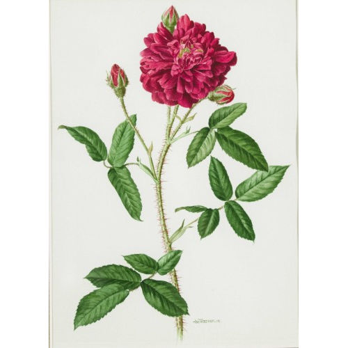 ANNE MARIE TRECHSLIN : Rosenranke (DOBIASCHOFSKY AUKTIONEN AG)