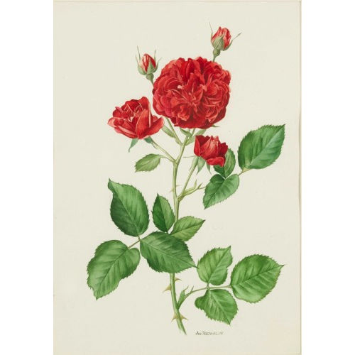 ANNE MARIE TRECHSLIN : Rote Rosenbl�ten (DOBIASCHOFSKY AUKTIONEN AG)