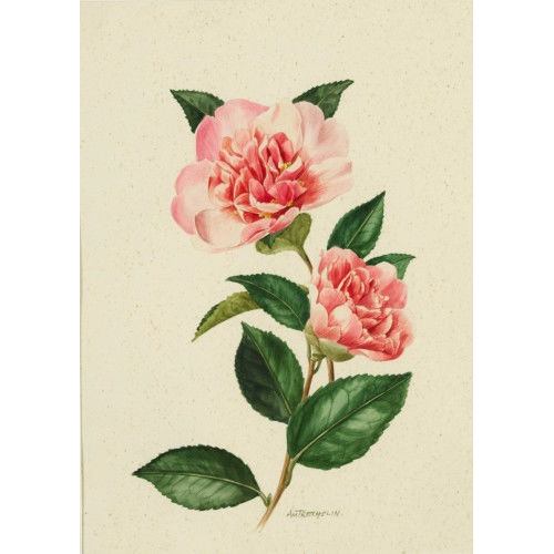 ANNE MARIE TRECHSLIN : Rosenbl�ten (DOBIASCHOFSKY AUKTIONEN AG)