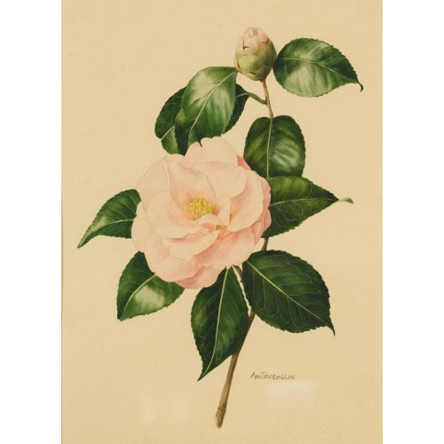 ANNE MARIE TRECHSLIN : Bl�hende Rose (DOBIASCHOFSKY AUKTIONEN AG)