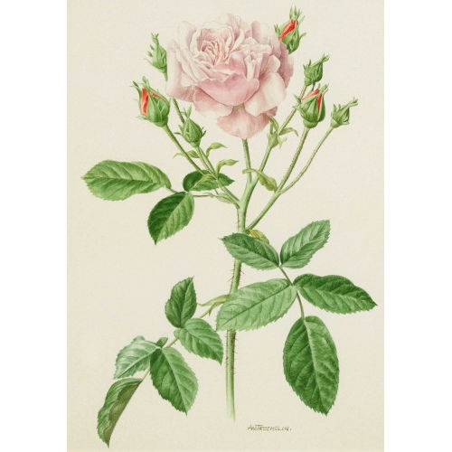 ANNE MARIE TRECHSLIN : Rose (DOBIASCHOFSKY AUKTIONEN AG)