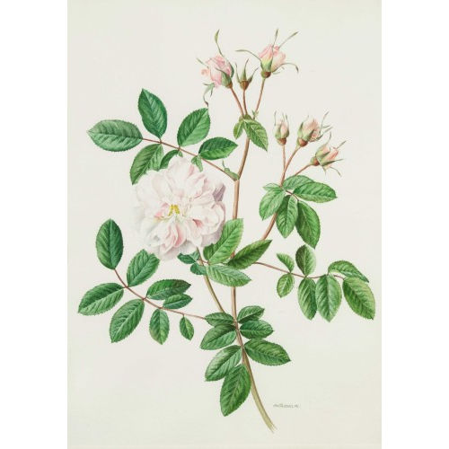 ANNE MARIE TRECHSLIN : Rosenranke (DOBIASCHOFSKY AUKTIONEN AG)