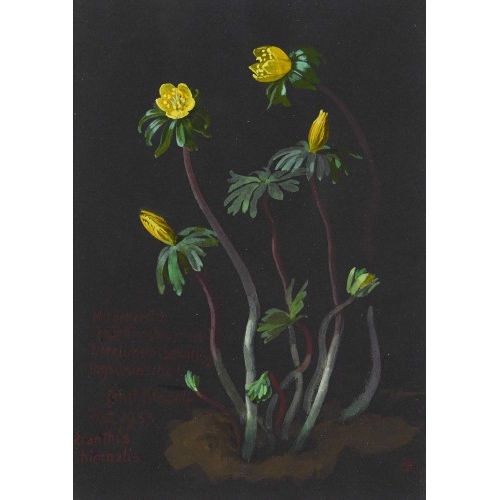 ERNST KREIDOLF : 'Eranthis hiemalis' (DOBIASCHOFSKY AUKTIONEN AG)