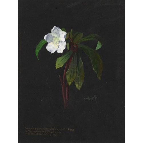 ERNST KREIDOLF : Christrose (DOBIASCHOFSKY AUKTIONEN AG)