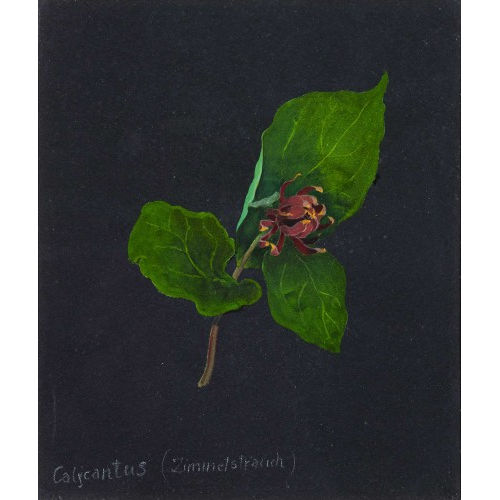 ERNST KREIDOLF : 'Calycanthus (Zimmerstrauch)' (DOBIASCHOFSKY AUKTIONEN AG)