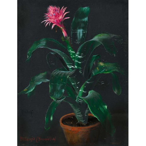 ERNST KREIDOLF : 'Bilbergia (Bromelia)' (DOBIASCHOFSKY AUKTIONEN AG)