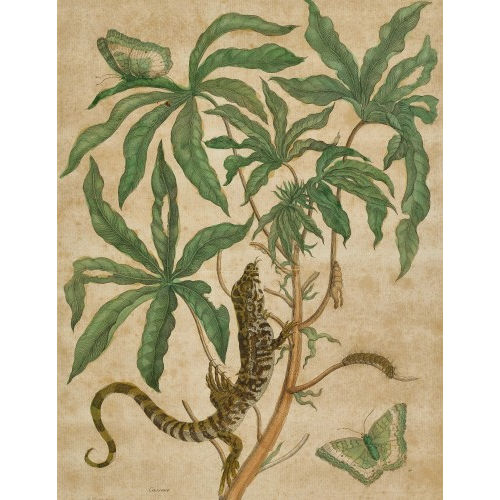 MARIA SIBYLLA MERIAN : 'Cassave' (DOBIASCHOFSKY AUKTIONEN AG)
