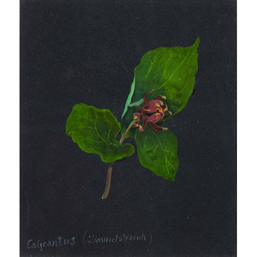 ERNST KREIDOLF : 'Calycanthus (Zimmerstrauch)' (DOBIASCHOFSKY AUKTIONEN AG)