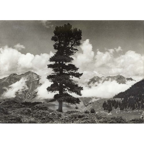 L�RTSCHER : 'Elsigenalp' (DOBIASCHOFSKY AUKTIONEN AG)