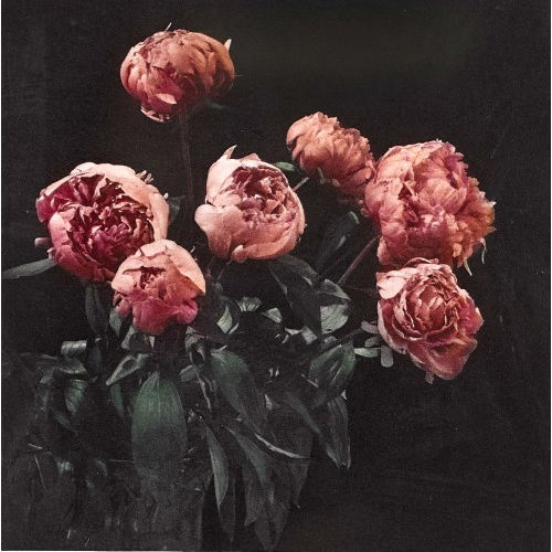BALTHASAR BURKHARD : 'Flowers' (Pfingstrosen) (DOBIASCHOFSKY AUKTIONEN AG)