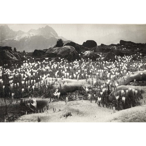 JACQUES NAEGELI : 'Bergfr�hling in Gstaad' (DOBIASCHOFSKY AUKTIONEN AG)