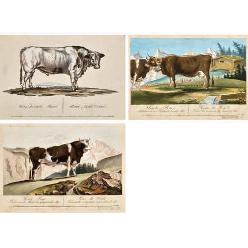 19. JH. SCHWEIZ : Darstellungen von Kuhrassen (DOBIASCHOFSKY AUKTIONEN AG)