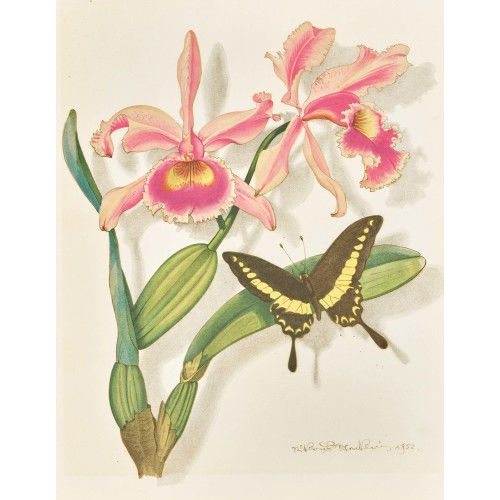 NIKLAUS STOECKLIN : Schwalbenschwanz auf Orchidee (DOBIASCHOFSKY AUKTIONEN AG)