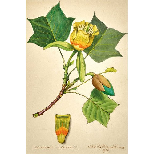 NIKLAUS STOECKLIN : 'Liriodendron tulipifera L.' (DOBIASCHOFSKY AUKTIONEN AG)
