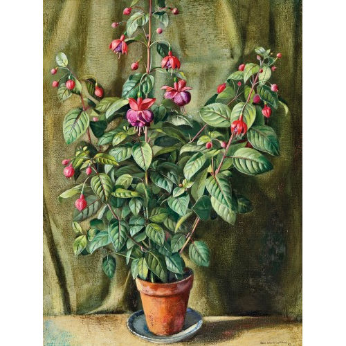 HANS RUDOLF SCHWARZENBACH : Fuchsien im Topf (DOBIASCHOFSKY AUKTIONEN AG)