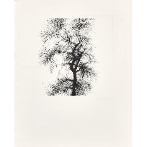 HARRY CALLAHAN : 'Multiple Exposure Tree, Chicago' (DOBIASCHOFSKY AUKTIONEN AG)