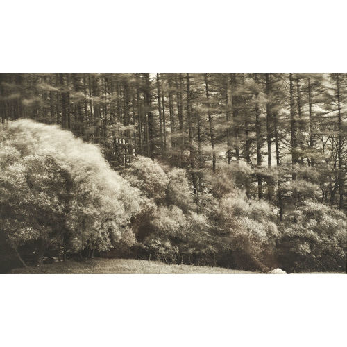DICK ARENTZ : 'Thorny Thwaite Forest, Cumbria England' (DOBIASCHOFSKY AUKTIONEN AG)
