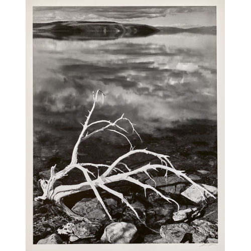 ANSEL ADAMS : 'White Branches, Mono Lake', um 1950 (DOBIASCHOFSKY AUKTIONEN AG)