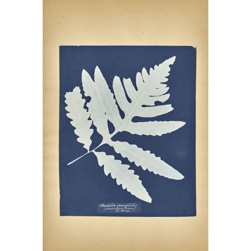 ANNA ATKINS : 'Onoclea sensibilis, New Jersey', um 1852 (DOBIASCHOFSKY AUKTIONEN AG)