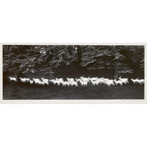 PAUL CAPONIGRO : 'Running White Deer', 1967 (DOBIASCHOFSKY AUKTIONEN AG)