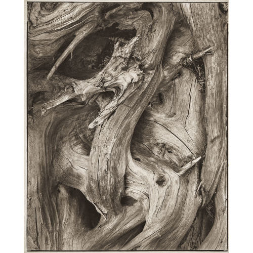 PAUL STRAND : 'Driftwood, Gaspe Coast', 1929 (DOBIASCHOFSKY AUKTIONEN AG)