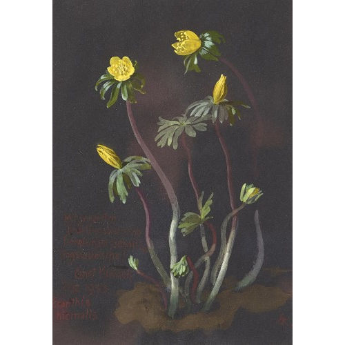 ERNST KREIDOLF : 'Eranthis hiemalis' (DOBIASCHOFSKY AUKTIONEN AG)
