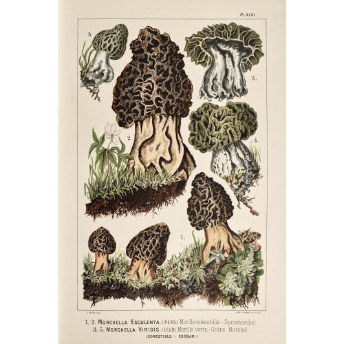 FRITZ LEUBA : 'Les champignons comestibles et les esp�ces v�n�neuses avec lesquelles ils pourraient �tre confondus' (DOBIASCHOFSKY AUKTIONEN AG)